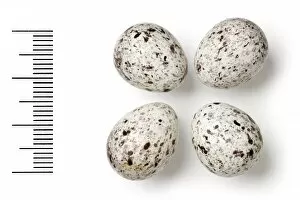 Eggshell Gallery: Emberiza stewarti, white-capped bunting