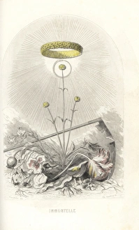 Grandville Tulip 1847