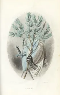 Whimsy Prints: Emblematic illustration of the laurel, Laurus nobilis