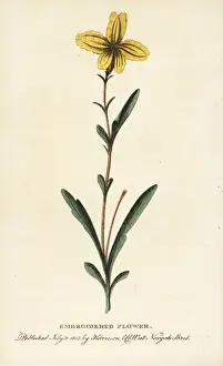 Newsouthwales Prints: Embroidered flower of New South Wales, Australia