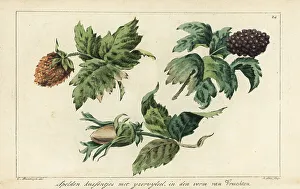 Needlework Prints: Embroidery patterns for fruits, berries and acorns