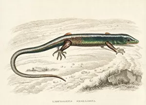 Thierreiches Collection: Emerald skink, Lamprolepis smaragdina