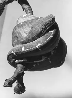 Emerald Tree Boa