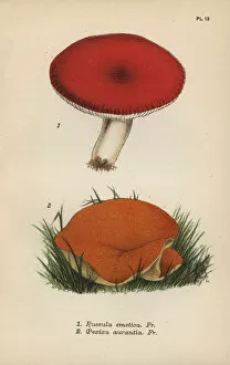 1862 Collection: Emetic mushroom, Russula emetica 1, and orange