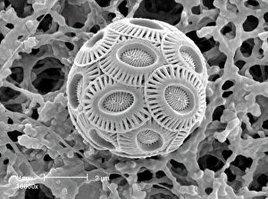 Microscope Image Gallery: Emiliana huxleyi, coccolith