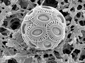 Celled Collection: Emiliana huxleyi, coccolith