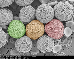 Electron Micrograph Gallery: Emiliania huxleyi coccolithophores