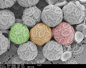 Algal Gallery: Emiliania huxleyi coccolithophores