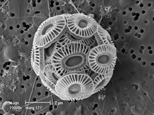 Planktonic Collection: Emiliania huxleyi coccosphere