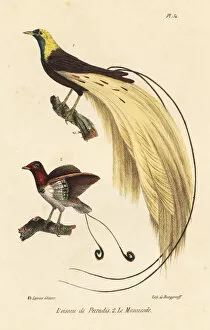 Oeuvres Collection: Emperor and king bird-of-paradise