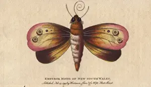 Emperor moth of New South Wales, Opodiphthera eucalypti