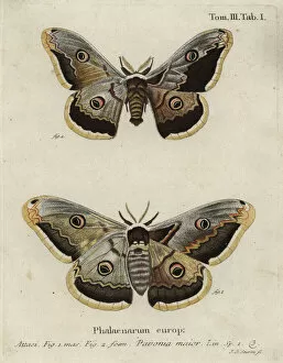 Klinger Collection: Emperor moth, Saturnia pavonia