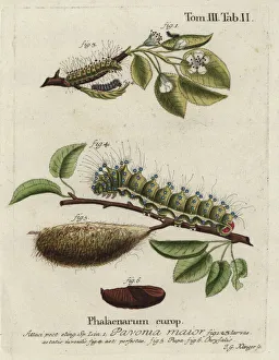 Georg Prints: Emperor moth, Saturnia pavonia, larva, pupa, chrysalis