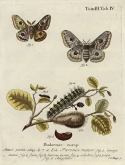 Emperor moth, Saturnia pavonia