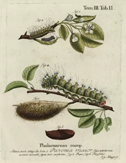 Klinger Collection: Emperor moth, Saturnia pavonia, larva, pupa, chrysalis