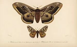 Saturnia Collection: Emperor moths