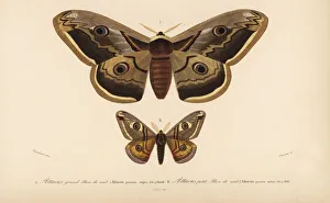 Emperor moths Emperor moths