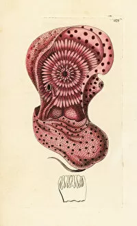 Mollusk Collection: Emperor nautilus cephalopod out of its shell