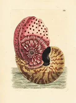 Emperor nautilus cephalopod in its shell
