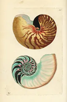 Emperor nautilus shell, Nautilus pompilius