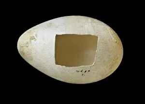Spheniscidae Gallery: Emperor penguin egg