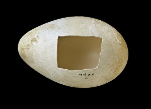 Images Dated 2012 June: 19 Jun 2012 Collection