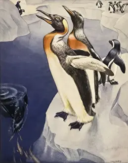 Ripples Prints: Emperor Penguins - Antarctica