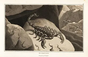 Emperor scorpion in a mountainous African landscape