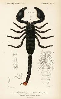 Dorbigny Prints: Emperor scorpion, Pandinus imperator