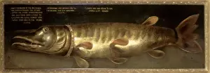 Pike Prints: The Emperors Pike