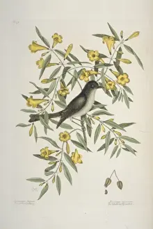Fly Catcher Prints: Empidonax atriceps, black-capped flycatcher