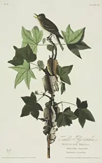 Fly Catcher Prints: Empidonax traillii, willow flycatcher