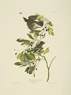 Fly Catcher Prints: Empidonax virescens, acadian flycatcher