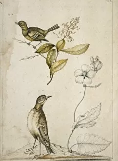 Alecto Gallery: Empidonax virescnes, Elliottia racemosa, Callirrhoe triangul