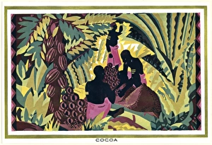 Empire Marketing Board poster - cocoa pod gathering