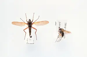 Entomological Prints: Empis sp. dance fly