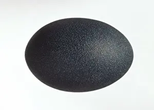 Turquoise Prints: Emu egg