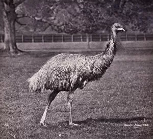 Photograph Gallery: Emu by Gambier Bolton