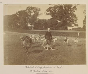 Menagerie Collection: Emu, rheas and kangaroos at Tring Park