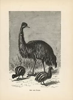 Entomology Gallery: Emu and young, Dromaius novaehollandiae