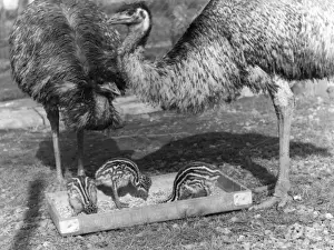 Emus and Chicks
