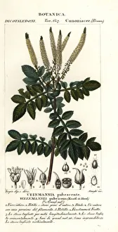 Images Dated 27th March 2020: Encenillo, Weinmannia pubescens