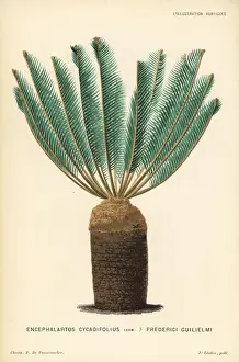 Pannemaeker Prints: Encephalartos cycadifolius