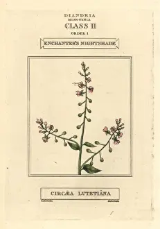 Nightshade Prints: Enchanters nightshade, Circaea lutetiana