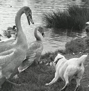 Encounter between a dog and two swans