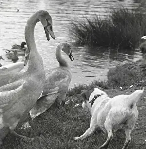 Intrepid Prints: Encounter between a dog and two swans