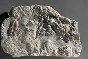Numerous Prints: Encrinurus punctatus, trilobites