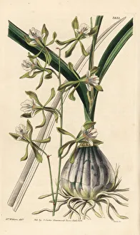 Epidendrum Gallery: Encyclia adenocarpa orchid
