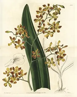 Sydenhamedwards Prints: Encyclia oncidioides orchid