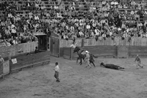 Bull Fight Prints: The end, bullfight, Matomoros, Mexico